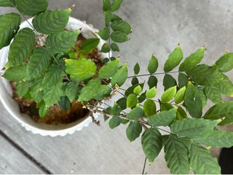 Plant Pot for Sale!