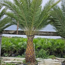 silvester  Palms   All Sizes  Available 