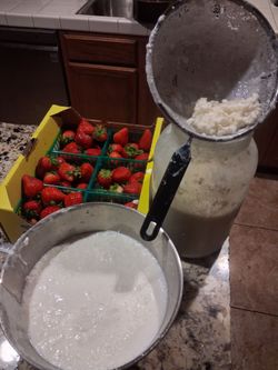 Búlgaros de leche