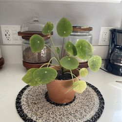 Money Plant 