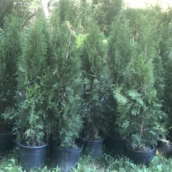 Emerald Green Arborvitae $7