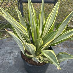 7 Gallons False Agave 