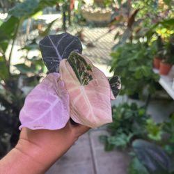 4” Alocasia Variegated Black Velvet Pink
