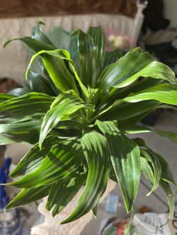 HOUSE PLANT *
