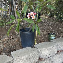 Beautiful Multi-Branch Pink Plumeria