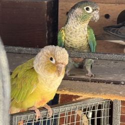 Valentin’s Bird Gift 