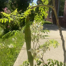 Moringa Trees