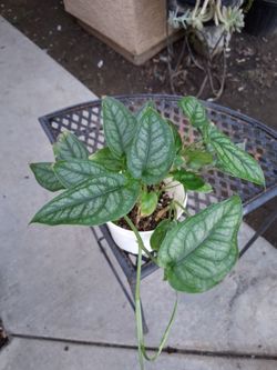 Monstera Siltepecana Plant $18