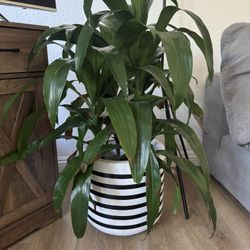 Plant With Pot 