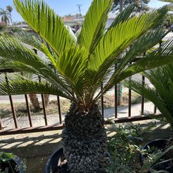 Sago Palm (cycad)