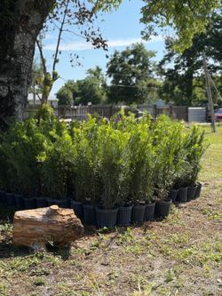 Podocarpus