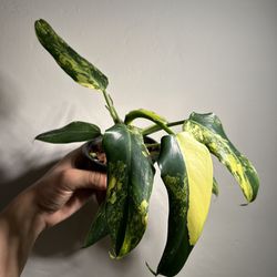 Philodendron Domesticum Variegated- 4” 