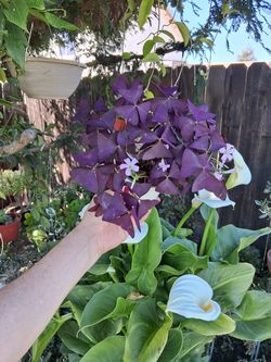 Purple Shamrock or Triangularis Plant $10