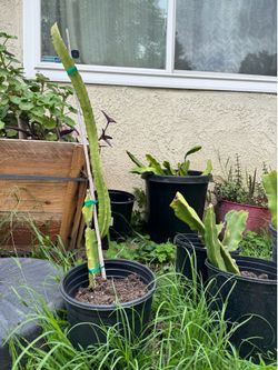 Yellow flesh Dragon fruit plant
