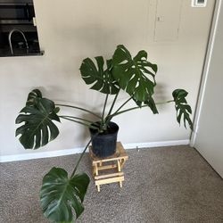 Large Monstera With Wooden Plant Stand