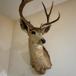 Taxidermy