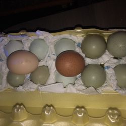 FRESH EGGS 