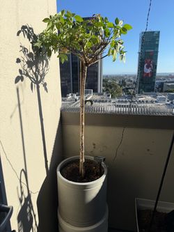 Rose tree patio