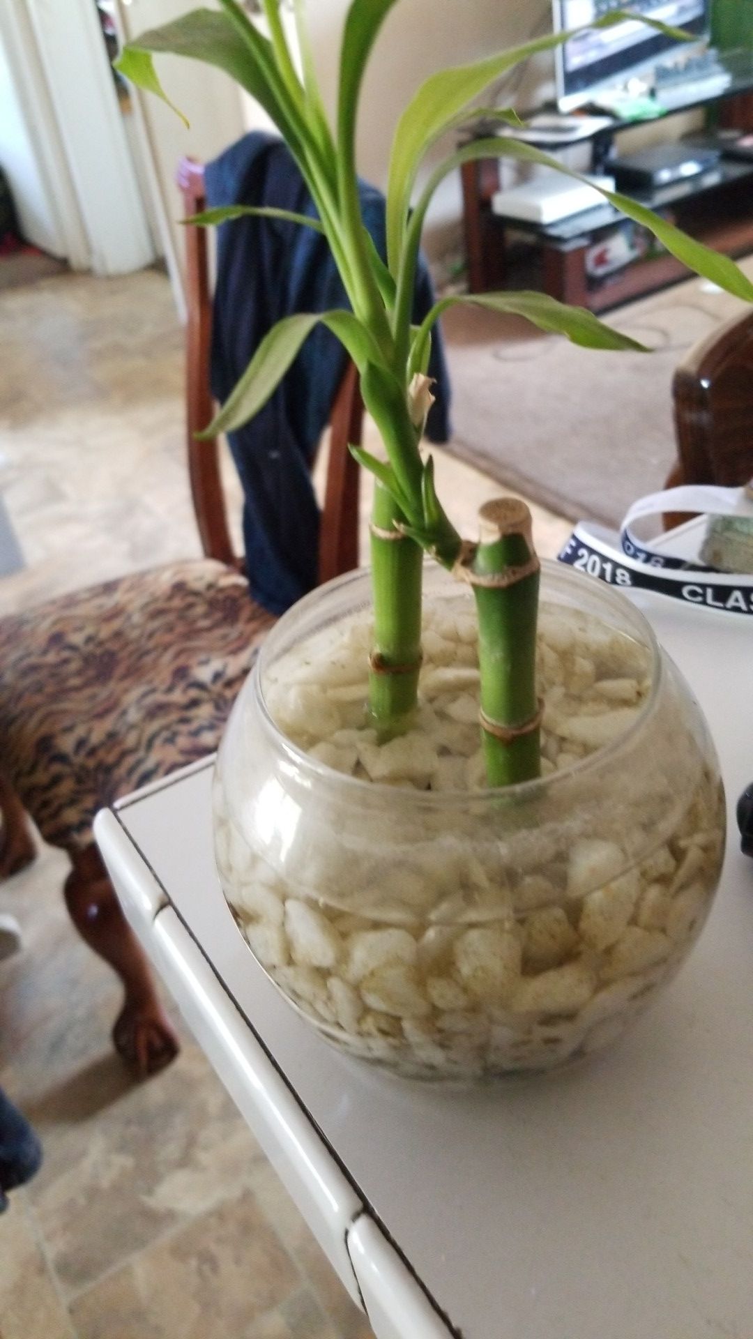 Bamboo plant in glass bowel