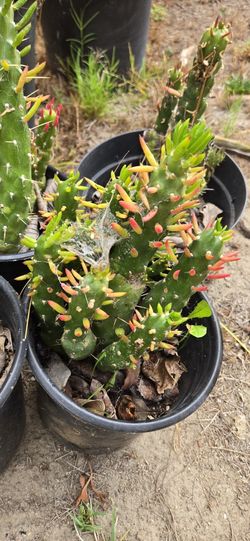 Eves Needle Cactus (Austocynlindropuntia Subulata