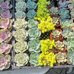 Succulents And Cacti Assorted Varieties 