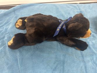 Stuffed Animal