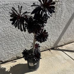 Succulents $3