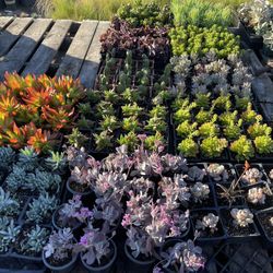 Succulents 