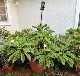 Huge Potted Plumeria with White Flowrrs