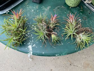Blooming Air plants