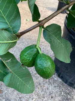 Pink Guava Tree