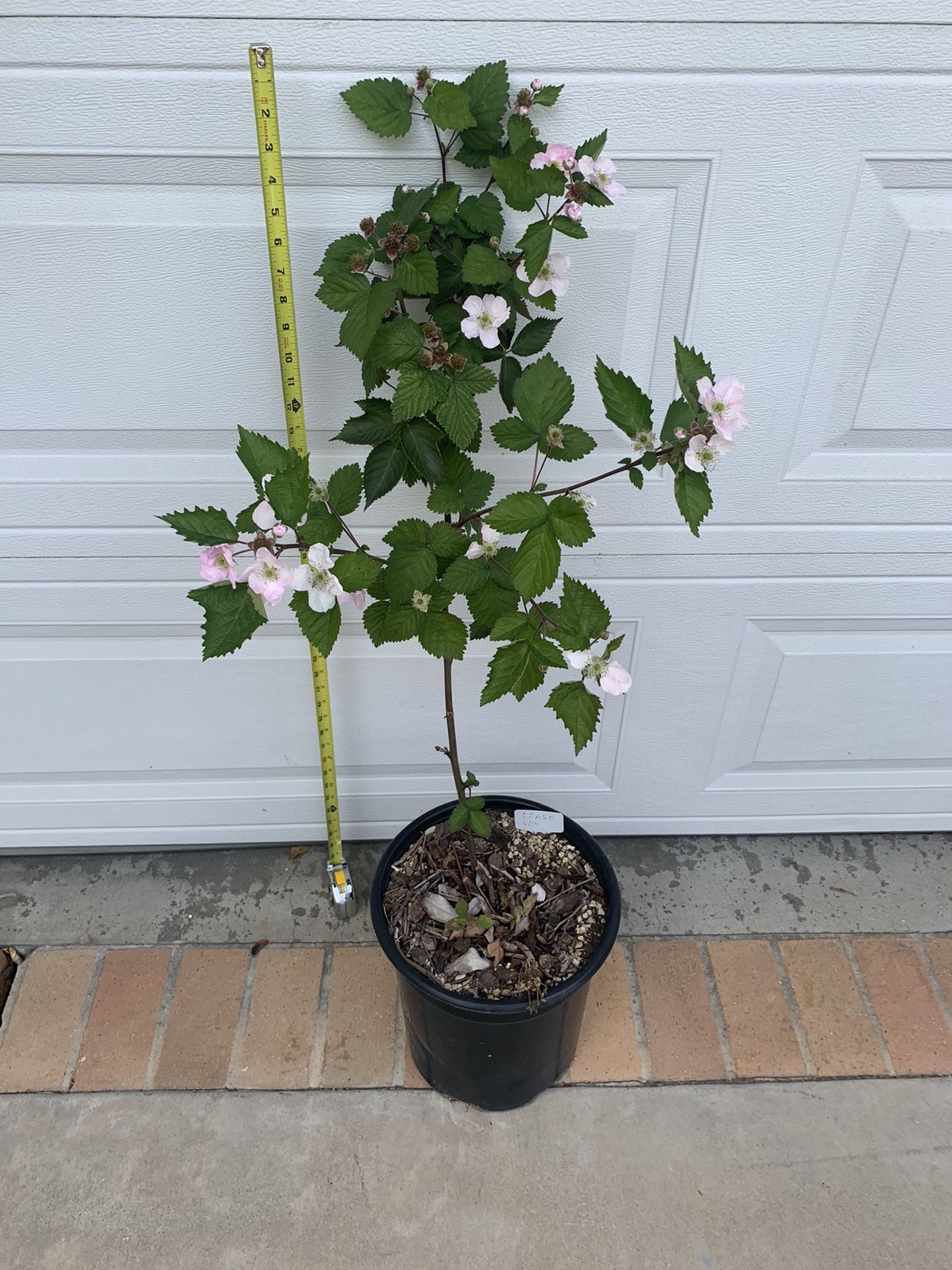 Osage Blackberry Plant