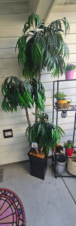 Beautiful Tree