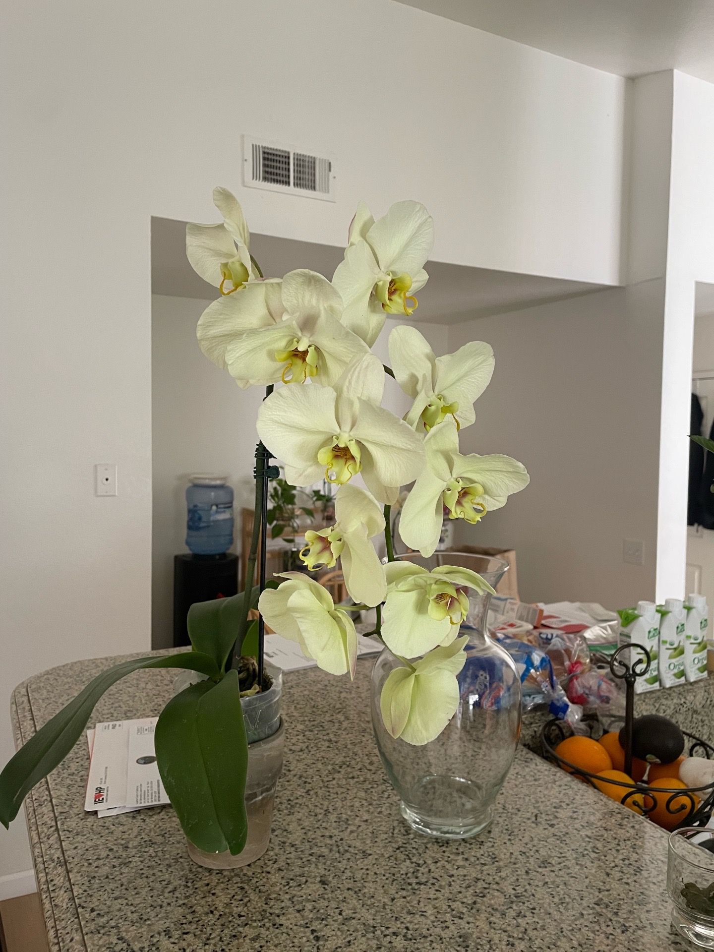 Orchid