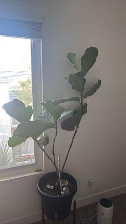 Fiddle leaf fig