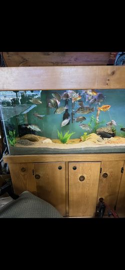 Aquarium 125 Gallon