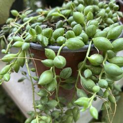 Planta