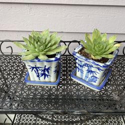 Ceramic  Pots And Plant 