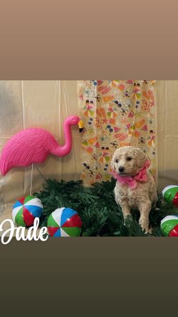 Custom pet accessories