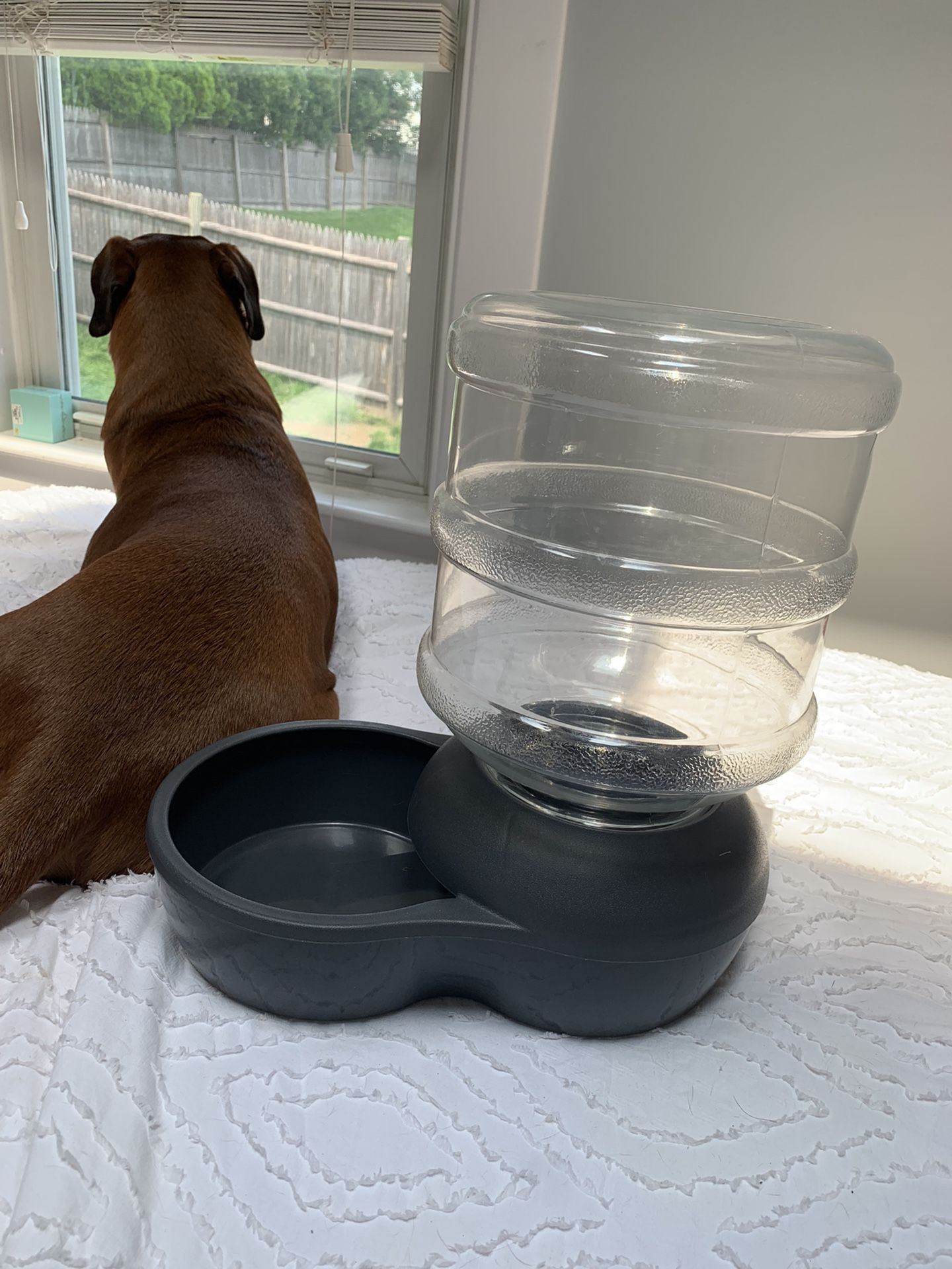 Aspen Pet Water Station 2.5 Gallon