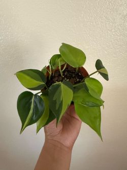 Philodendron Brasil Plant
