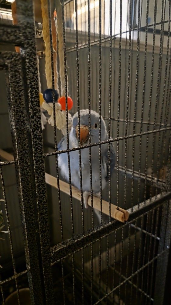 Bird Cage For Small Birds