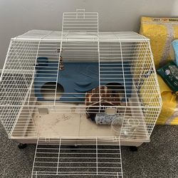 Guinea pig rabbit small animal set up