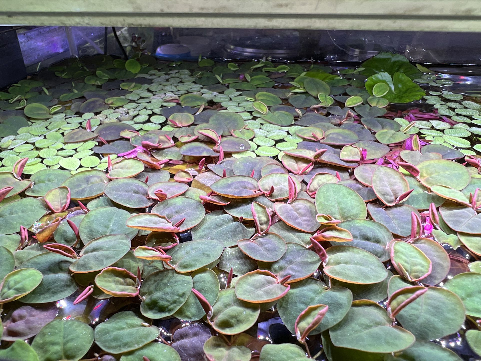 Red Root Floaters 