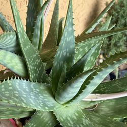 Aloe Vera Maculata