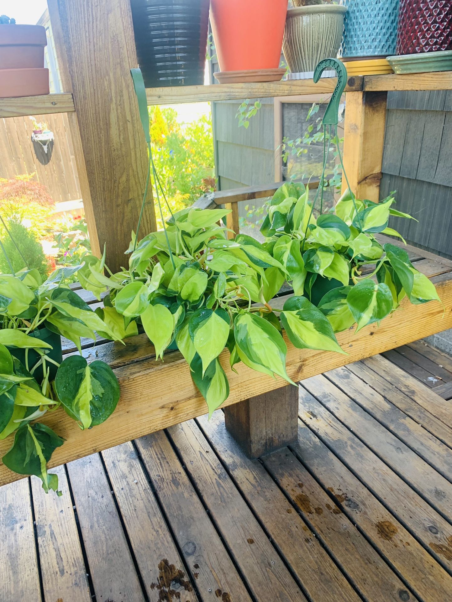 Live Indoor Brasil Cordatum plant in a hanging plastic nursery planter pot—firm price