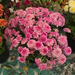 Medium size mum plants $5 each