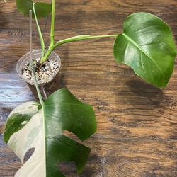 Variegated Monstera Albo Plant ( Pls Read Description Below)