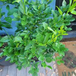 Mexican Lime Tree