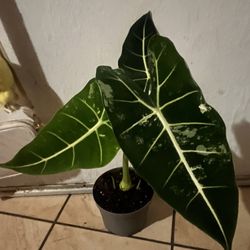 Alocasia Frydek Variegated 